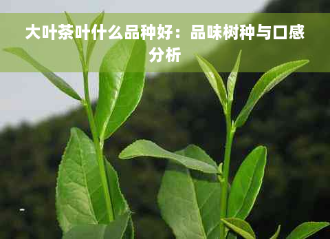 大叶茶叶什么品种好：品味树种与口感分析