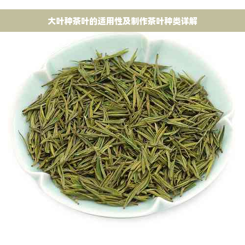 大叶种茶叶的适用性及制作茶叶种类详解