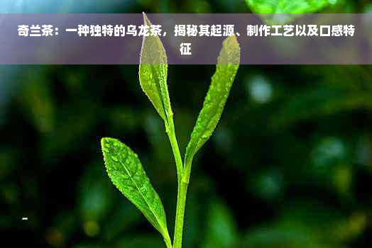 奇兰茶：一种独特的乌龙茶，揭秘其起源、制作工艺以及口感特征