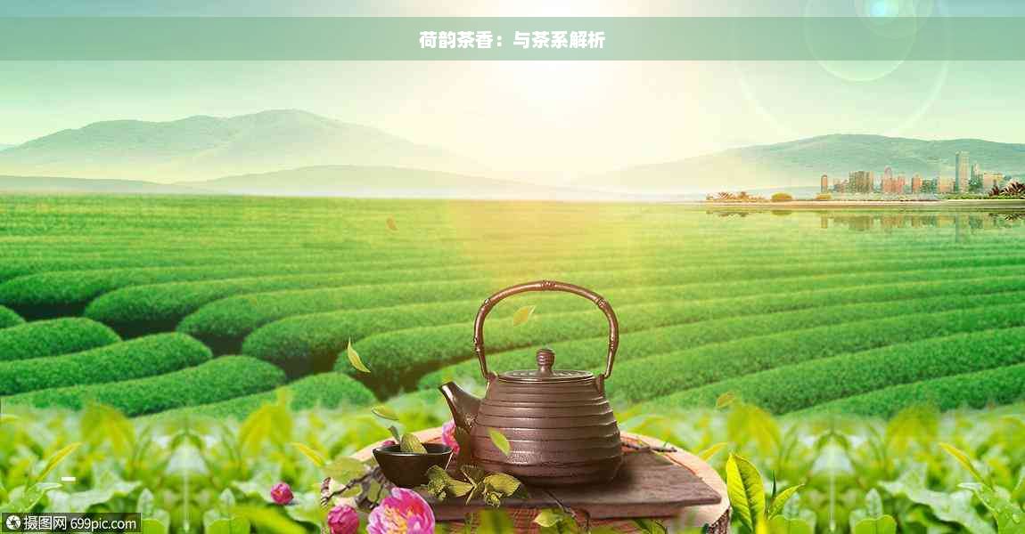 荷韵茶香：与茶系解析