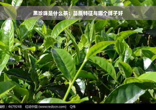 黑珍珠是什么茶：品质特征与哪个牌子好