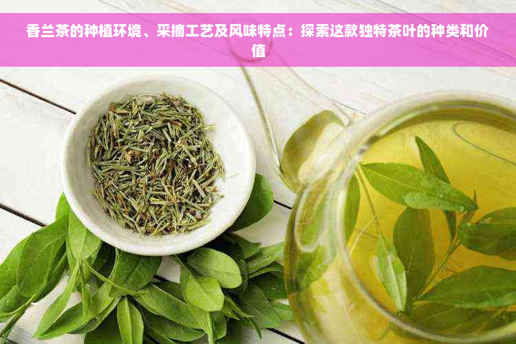 香兰茶的种植环境、采摘工艺及风味特点：探索这款独特茶叶的种类和价值