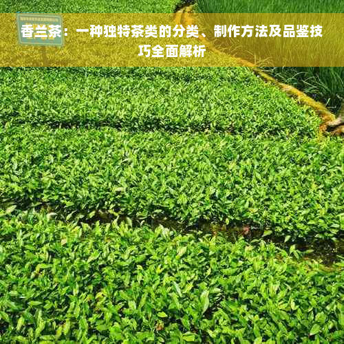 香兰茶：一种独特茶类的分类、制作方法及品鉴技巧全面解析