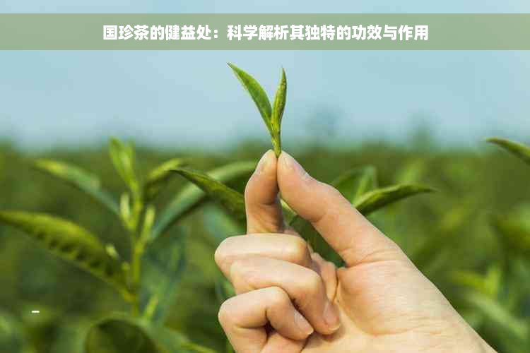 国珍茶的健益处：科学解析其独特的功效与作用