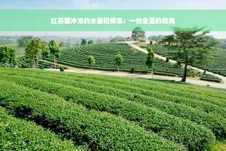 红茶菌冲泡的水量和频率：一份全面的指南