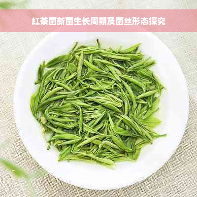 红茶菌新菌生长周期及菌丝形态探究