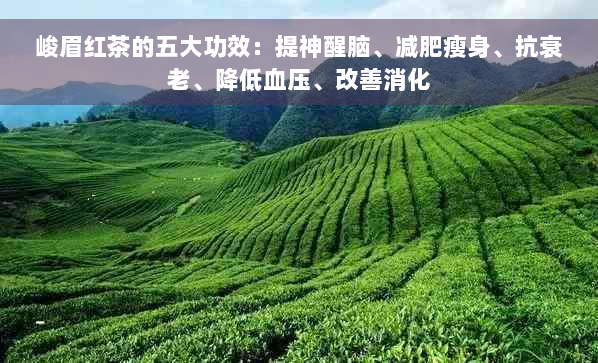 峻眉红茶的五大功效：提神醒脑、减肥瘦身、抗衰老、降低血压、改善消化