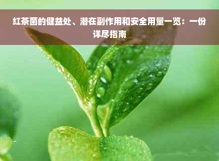 红茶菌的健益处、潜在副作用和安全用量一览：一份详尽指南