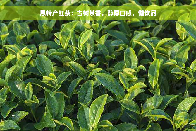 恩特产红茶：古树茶香，醇厚口感，健饮品