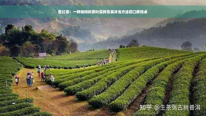 恩红茶：一种独特的茶叶品种及其冲泡方法和口感特点