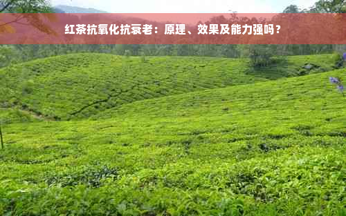 红茶抗氧化抗衰老：原理、效果及能力强吗？