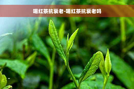 喝红茶抗衰老-喝红茶抗衰老吗