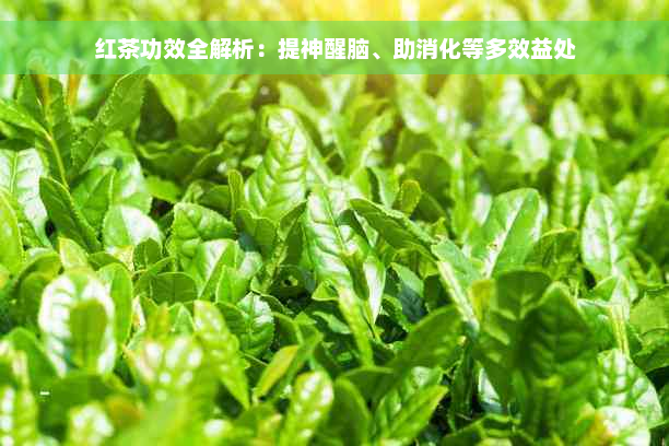 红茶功效全解析：提神醒脑、助消化等多效益处