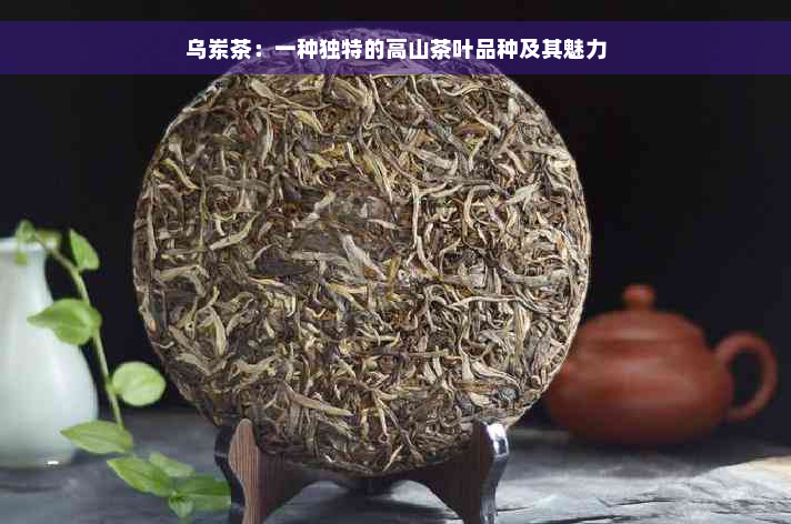 乌岽茶：一种独特的高山茶叶品种及其魅力