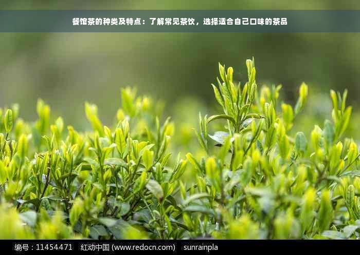 餐馆茶的种类及特点：了解常见茶饮，选择适合自己口味的茶品