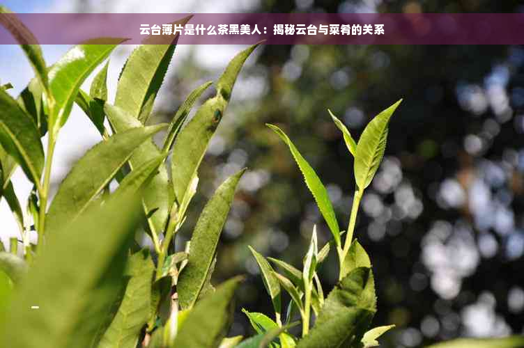 云台薄片是什么茶黑美人：揭秘云台与菜肴的关系