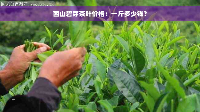 西山碧芽茶叶价格：一斤多少钱？