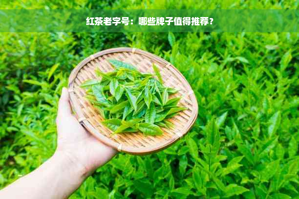 红茶老字号：哪些牌子值得推荐？