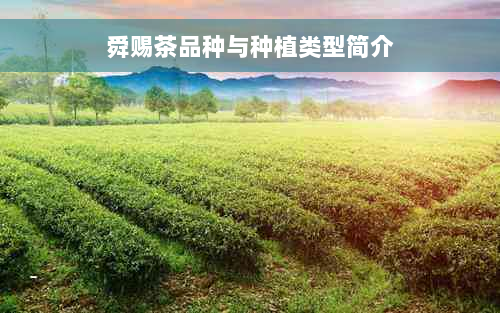 舜赐茶品种与种植类型简介