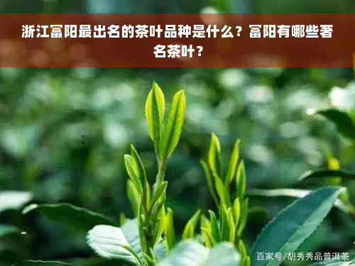 浙江富阳最出名的茶叶品种是什么？富阳有哪些著名茶叶？