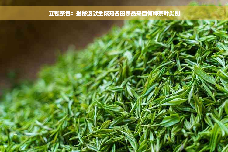 立顿茶包：揭秘这款全球知名的茶品来自何种茶叶类别