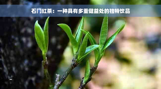 石门红茶：一种具有多重健益处的独特饮品