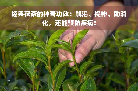 经典茯茶的神奇功效：解渴、提神、助消化，还能预防疾病！