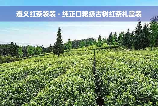 遵义红茶袋装 - 纯正口粮级古树红茶礼盒装