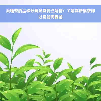 鹰嘴茶的品种分类及其特点解析：了解其所属茶种以及如何品鉴