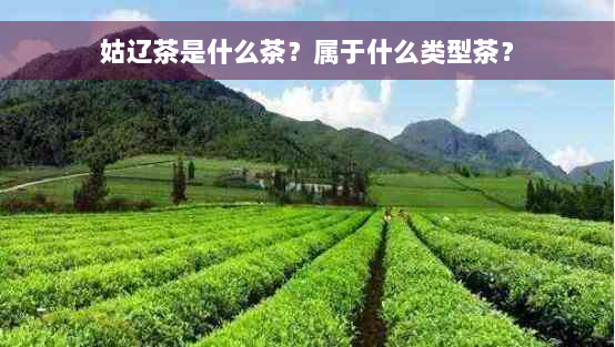 姑辽茶是什么茶？属于什么类型茶？