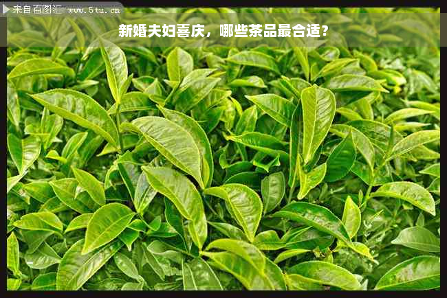 新婚夫妇喜庆，哪些茶品最合适？