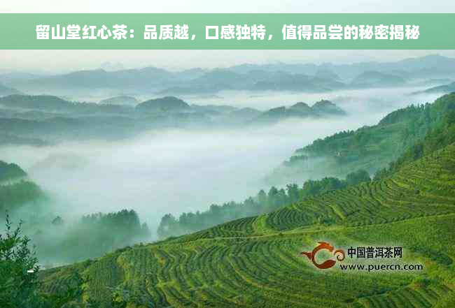 留山堂红心茶：品质越，口感独特，值得品尝的秘密揭秘