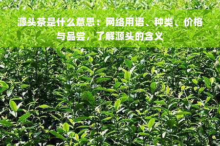 源头茶是什么意思：网络用语、种类、价格与品尝，了解源头的含义