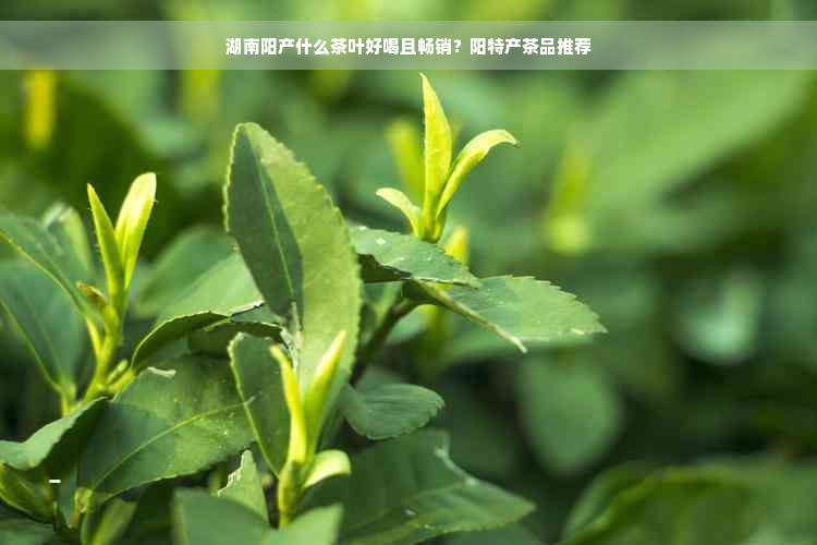 湖南阳产什么茶叶好喝且畅销？阳特产茶品推荐