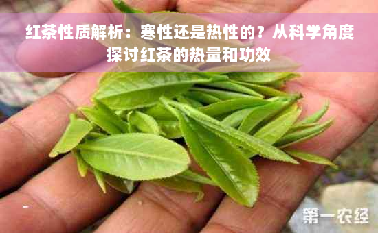 红茶性质解析：寒性还是热性的？从科学角度探讨红茶的热量和功效