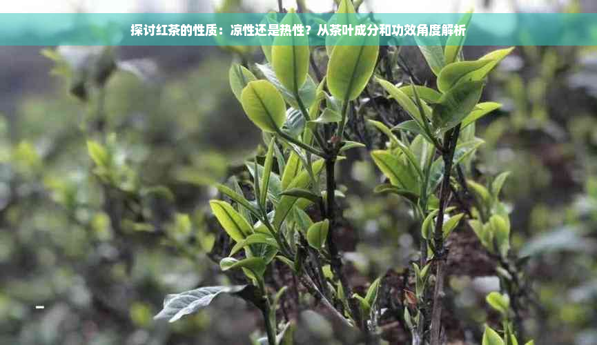 探讨红茶的性质：凉性还是热性？从茶叶成分和功效角度解析