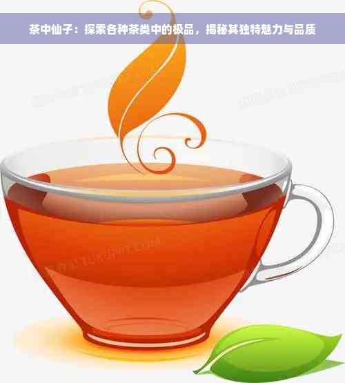 茶中仙子：探索各种茶类中的极品，揭秘其独特魅力与品质