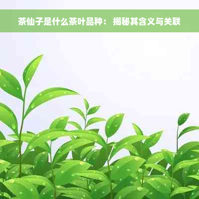 茶仙子是什么茶叶品种： 揭秘其含义与关联