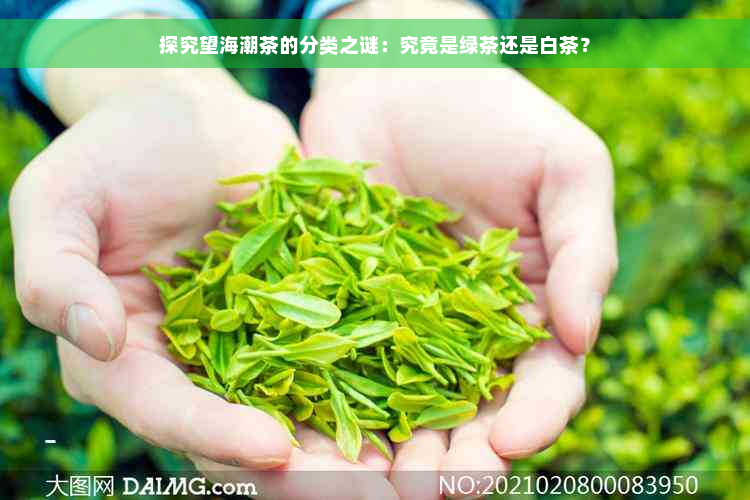 探究望海潮茶的分类之谜：究竟是绿茶还是白茶？