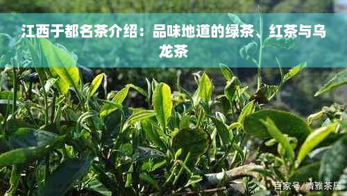 江西于都名茶介绍：品味地道的绿茶、红茶与乌龙茶