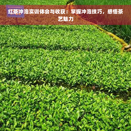 红茶冲泡实训体会与收获：掌握冲泡技巧，感悟茶艺魅力