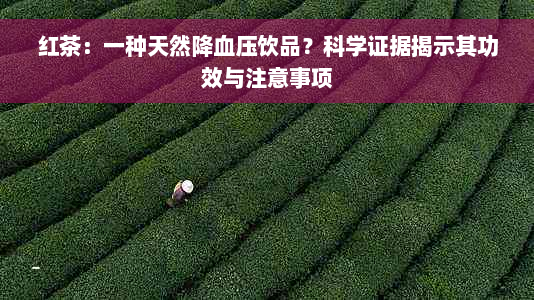 红茶：一种天然降血压饮品？科学证据揭示其功效与注意事项