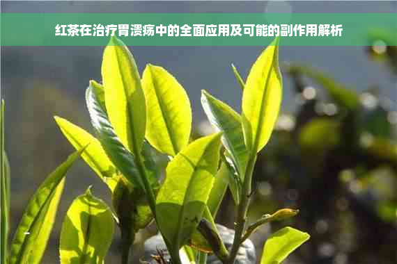 红茶在治疗胃溃疡中的全面应用及可能的副作用解析