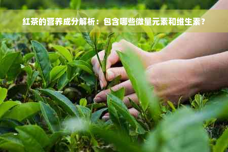 红茶的营养成分解析：包含哪些微量元素和维生素？