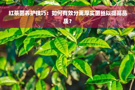 红茶菌养护技巧：如何有效分离厚实菌丝以提高品质？