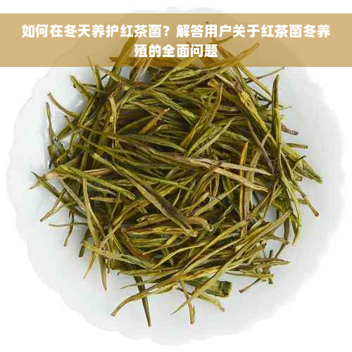 如何在冬天养护红茶菌？解答用户关于红茶菌冬养殖的全面问题