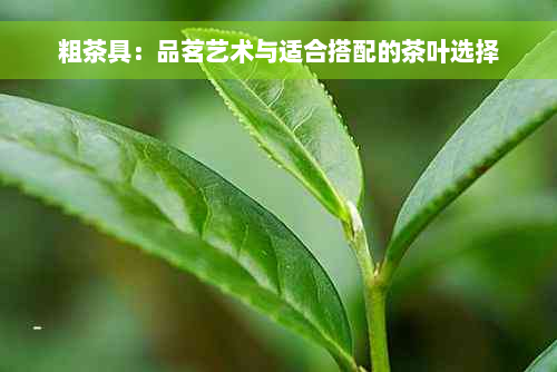 粗茶具：品茗艺术与适合搭配的茶叶选择