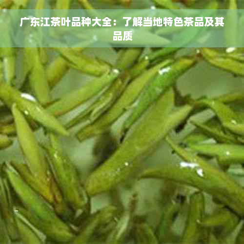 广东江茶叶品种大全：了解当地特色茶品及其品质