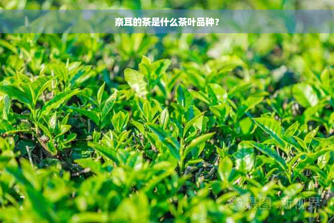 奈耳的茶是什么茶叶品种？