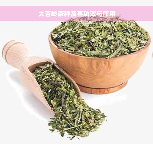 大吉岭茶种及其功效与作用